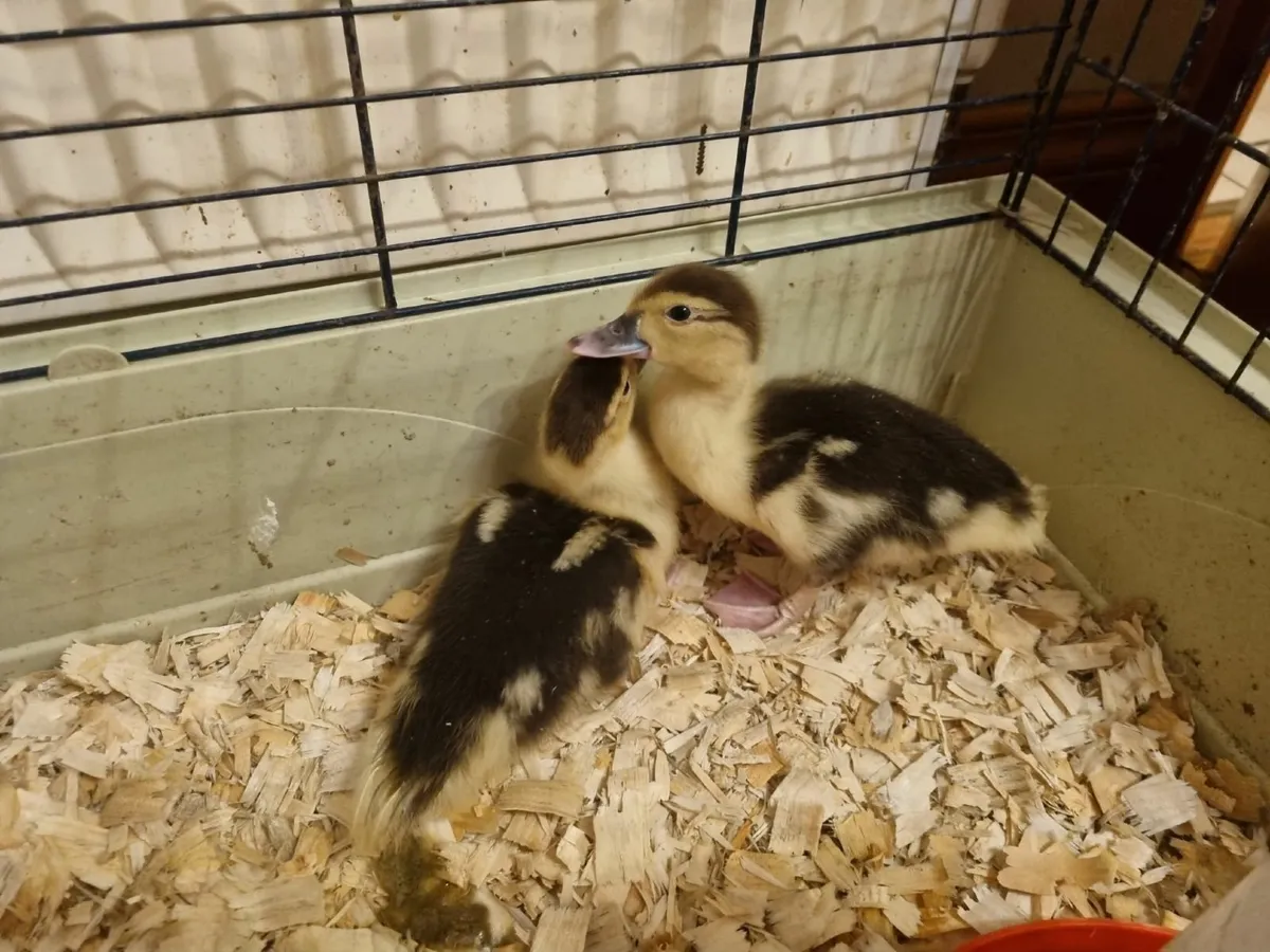 Muscovy Ducklings - Image 2