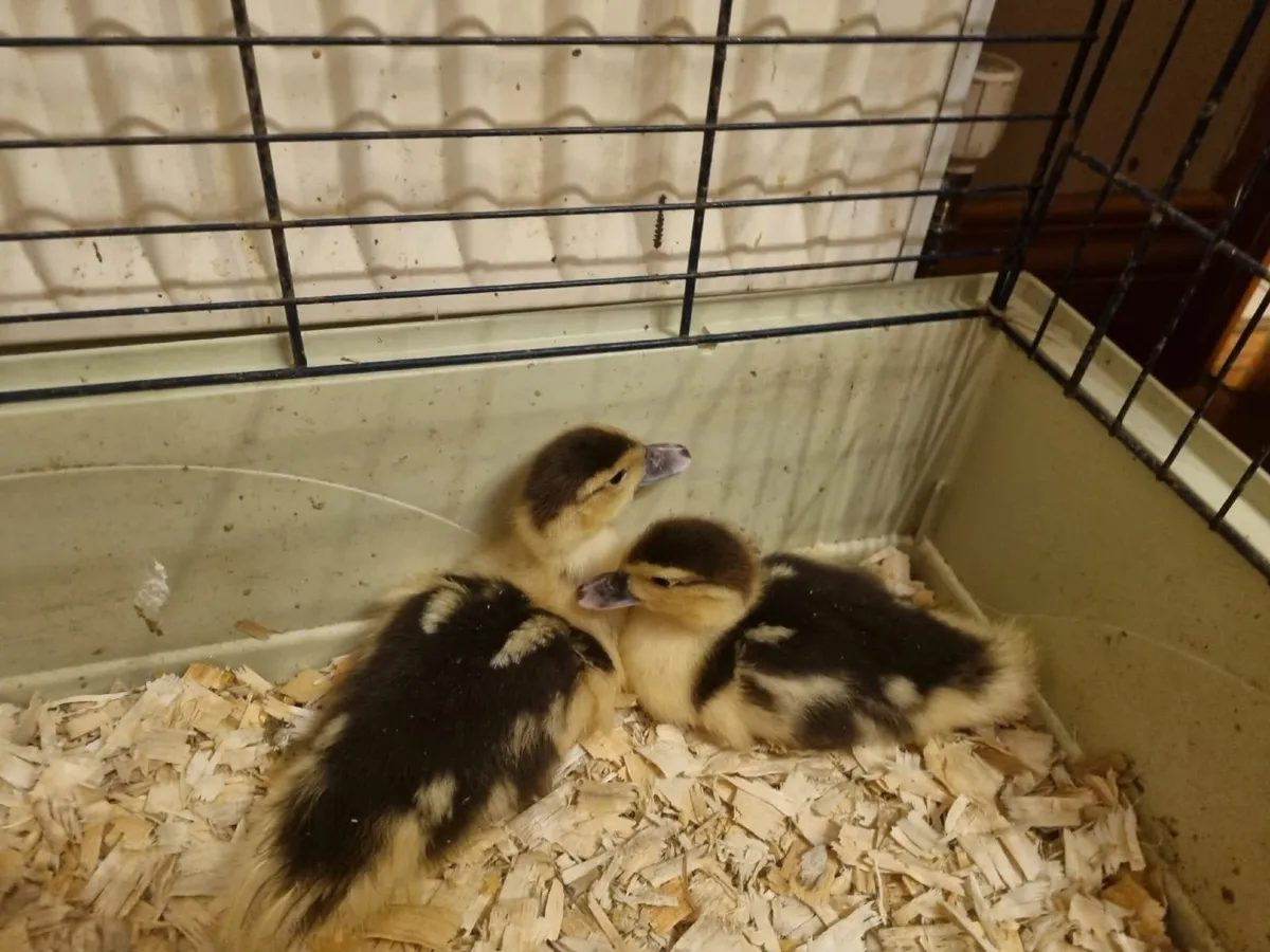 Muscovy Ducklings - Image 3