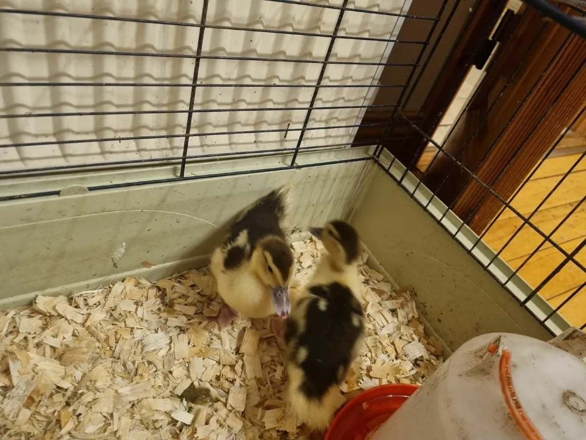 Muscovy Ducklings - Image 4