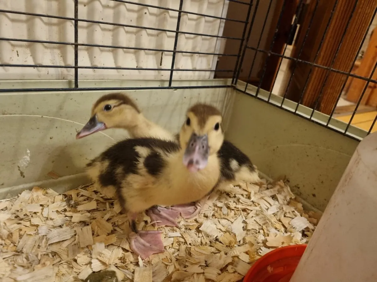 Muscovy Ducklings - Image 1