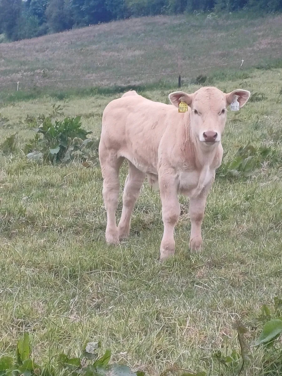 BALLYBAY MART TOMORROW - Image 4