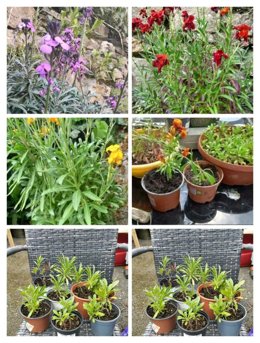 wallflowers, grown from seed. Beautiful strong sme - Image 1