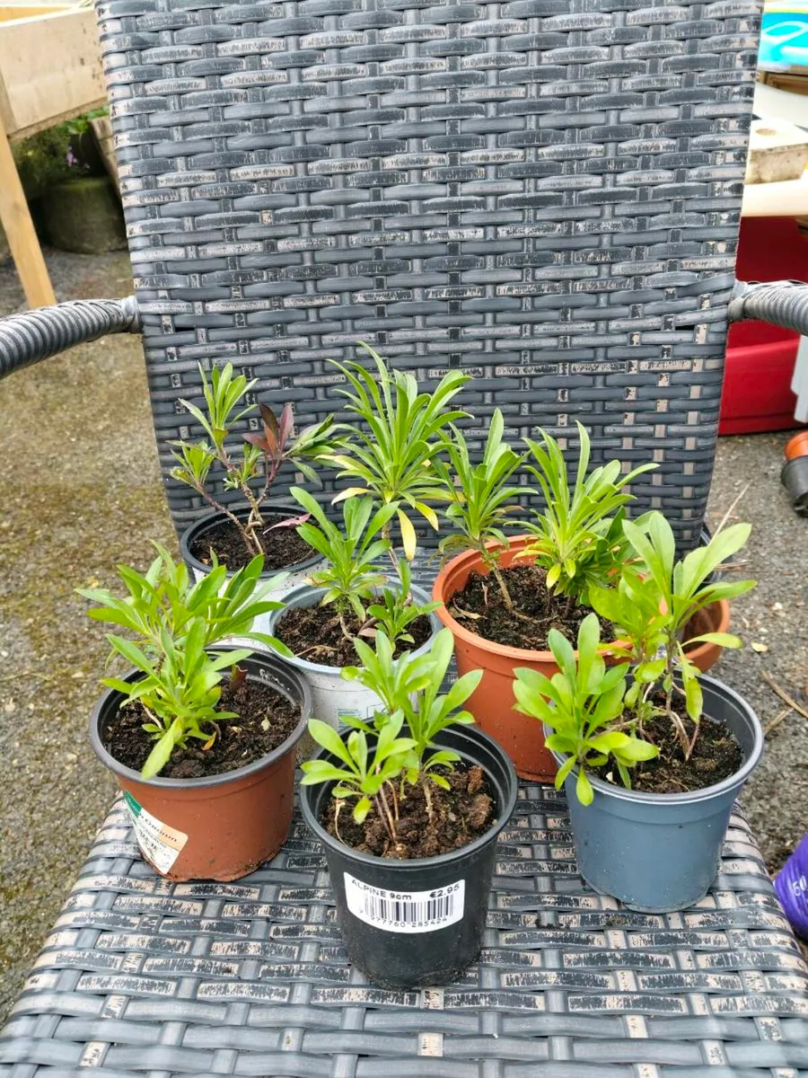 wallflowers, grown from seed. Beautiful strong sme - Image 2