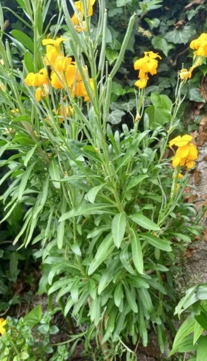wallflowers, grown from seed. Beautiful strong sme - Image 3