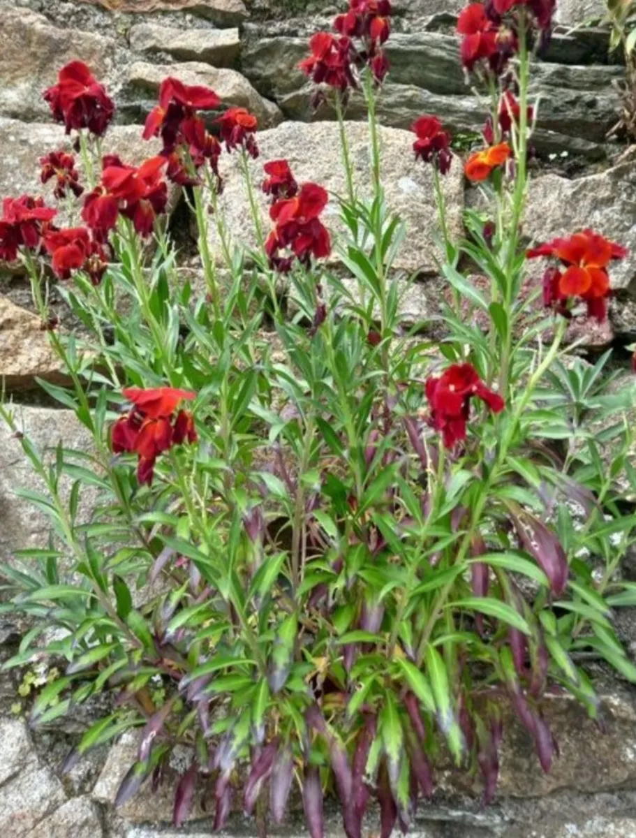 wallflowers, grown from seed. Beautiful strong sme - Image 4