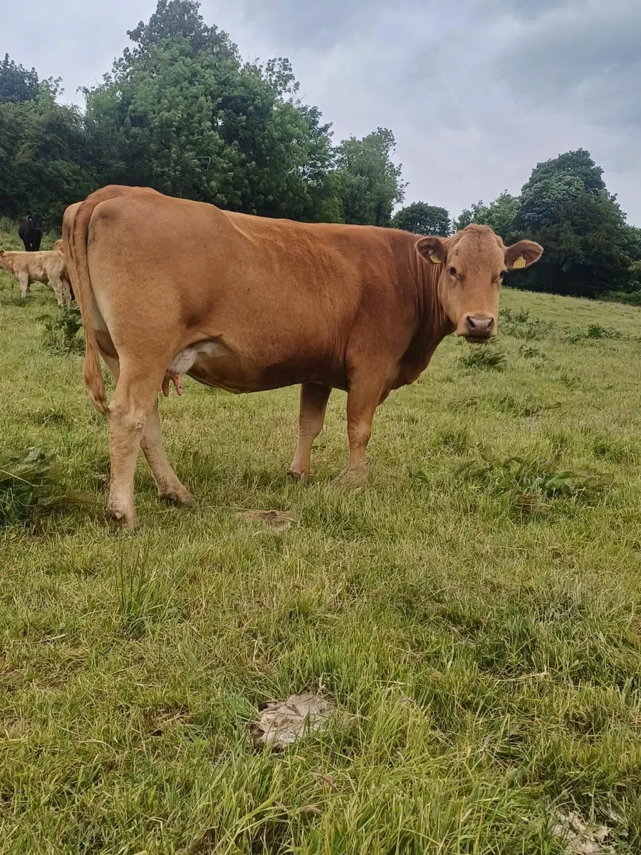 BALLYBAY MART TOMORROW - Image 1