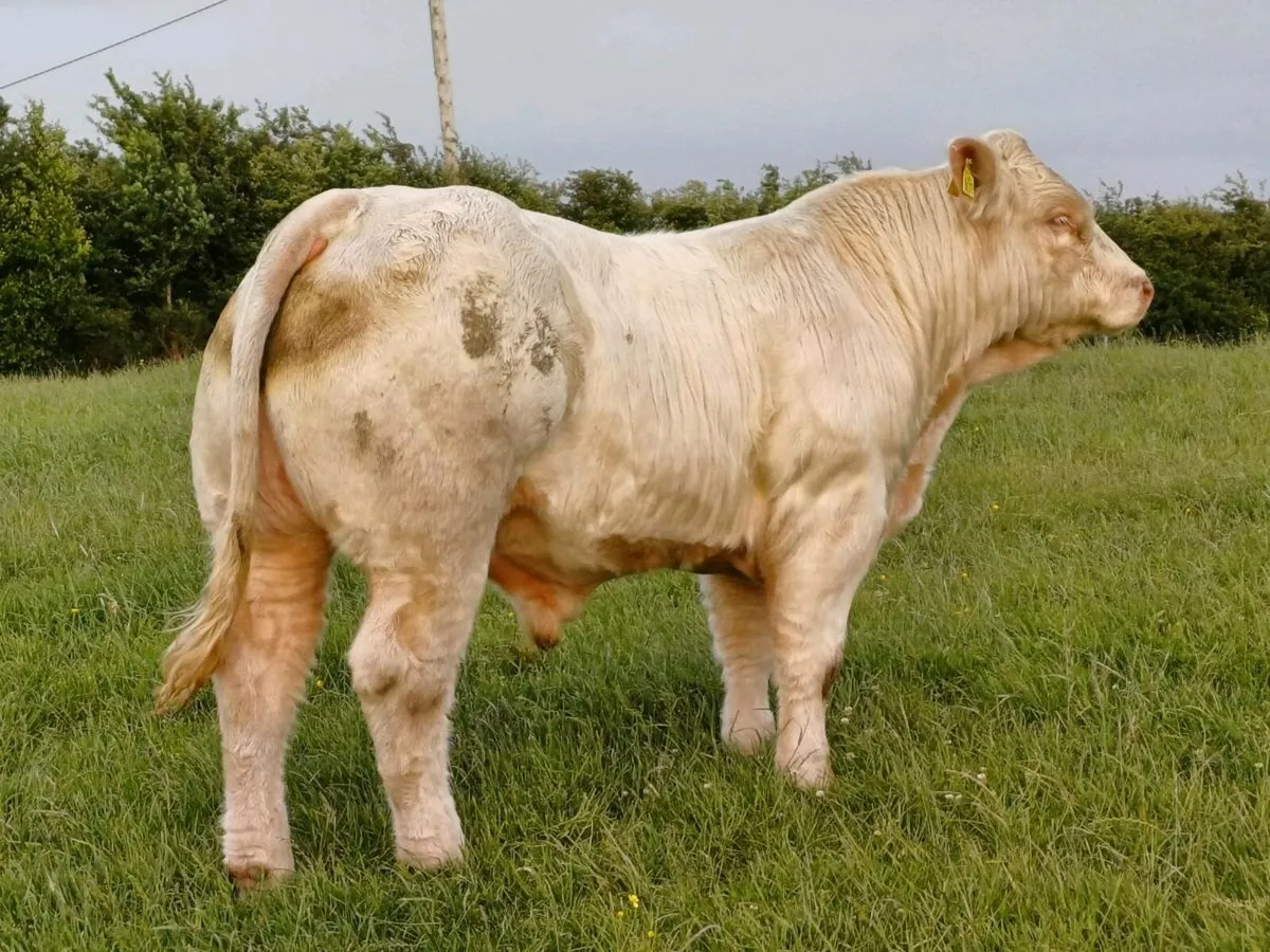 CHAROLAI BULL - Image 2