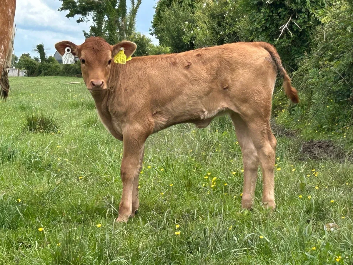 5 star genotyped heifer and heifer calf - Image 2