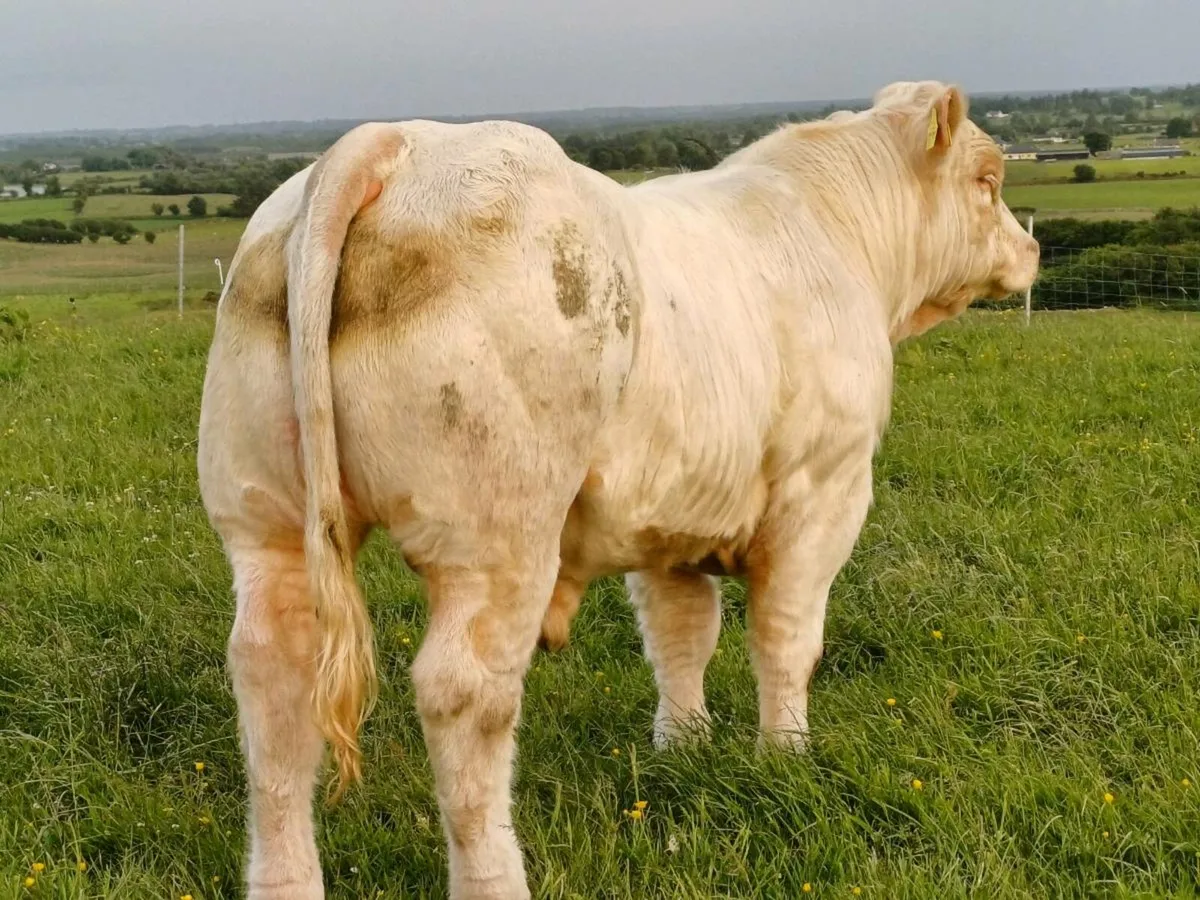 CHAROLAI BULL - Image 3