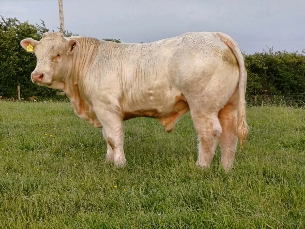 CHAROLAI BULL - Image 1