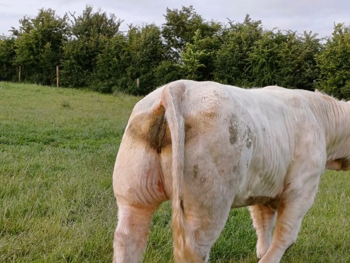 CHAROLAI BULL - Image 4