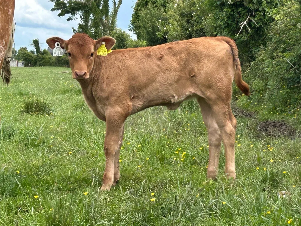 5 star genotyped heifer and heifer calf - Image 3