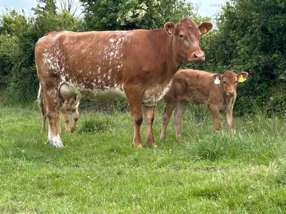 5 star genotyped heifer and heifer calf - Image 4
