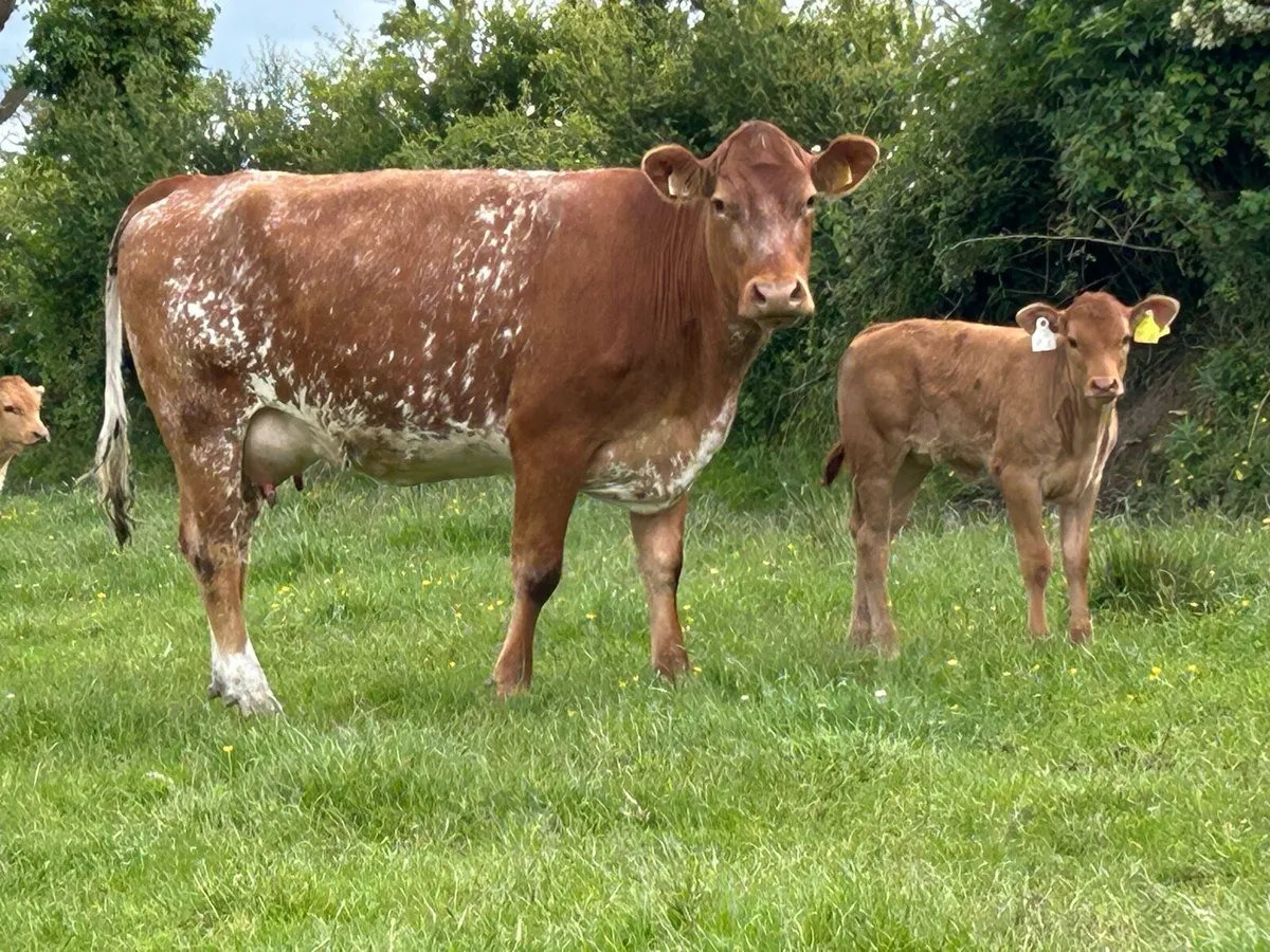 5 star genotyped heifer and heifer calf - Image 1