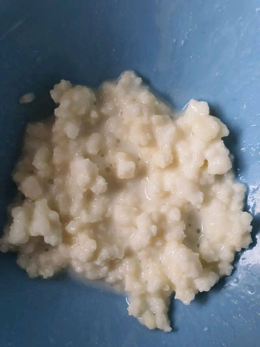 Kefir Grains