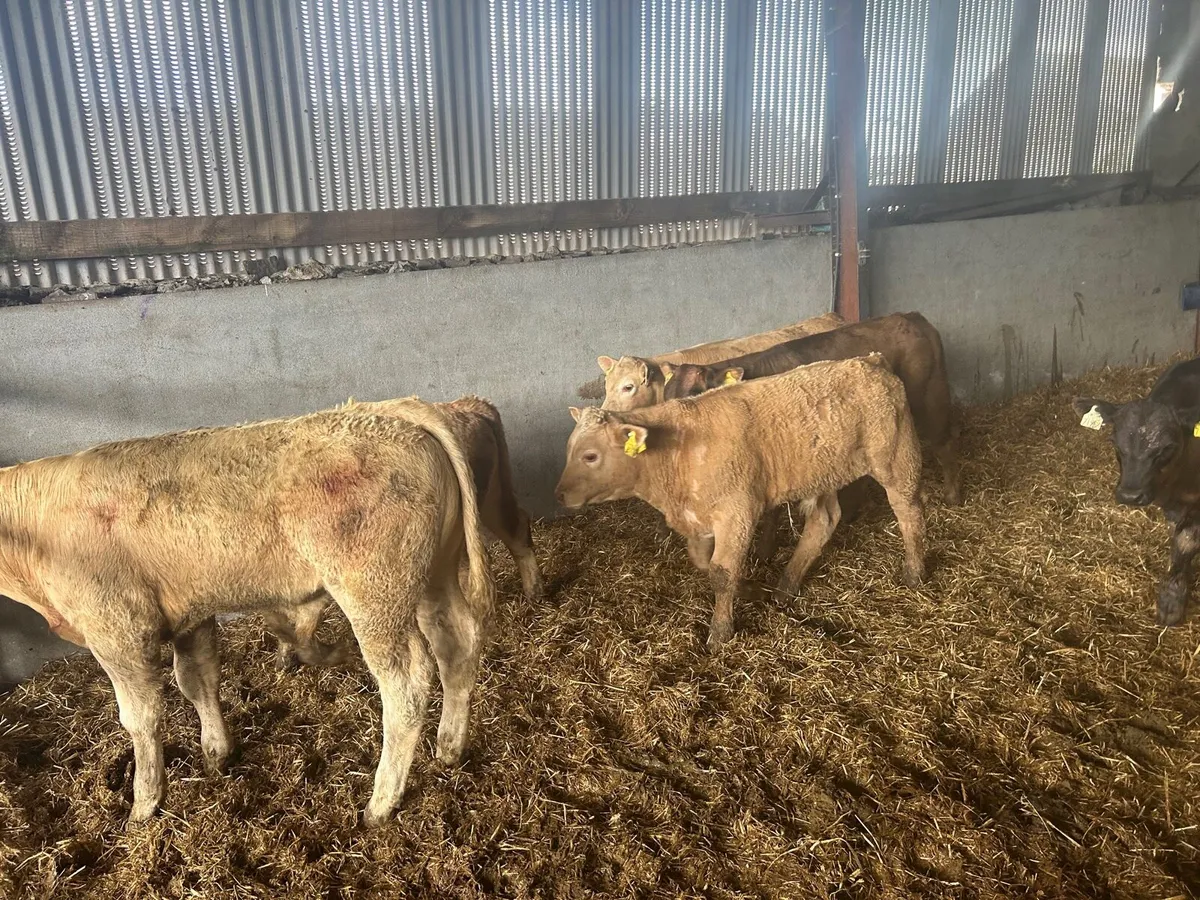 8 super charlaois bull weanlings - Image 1