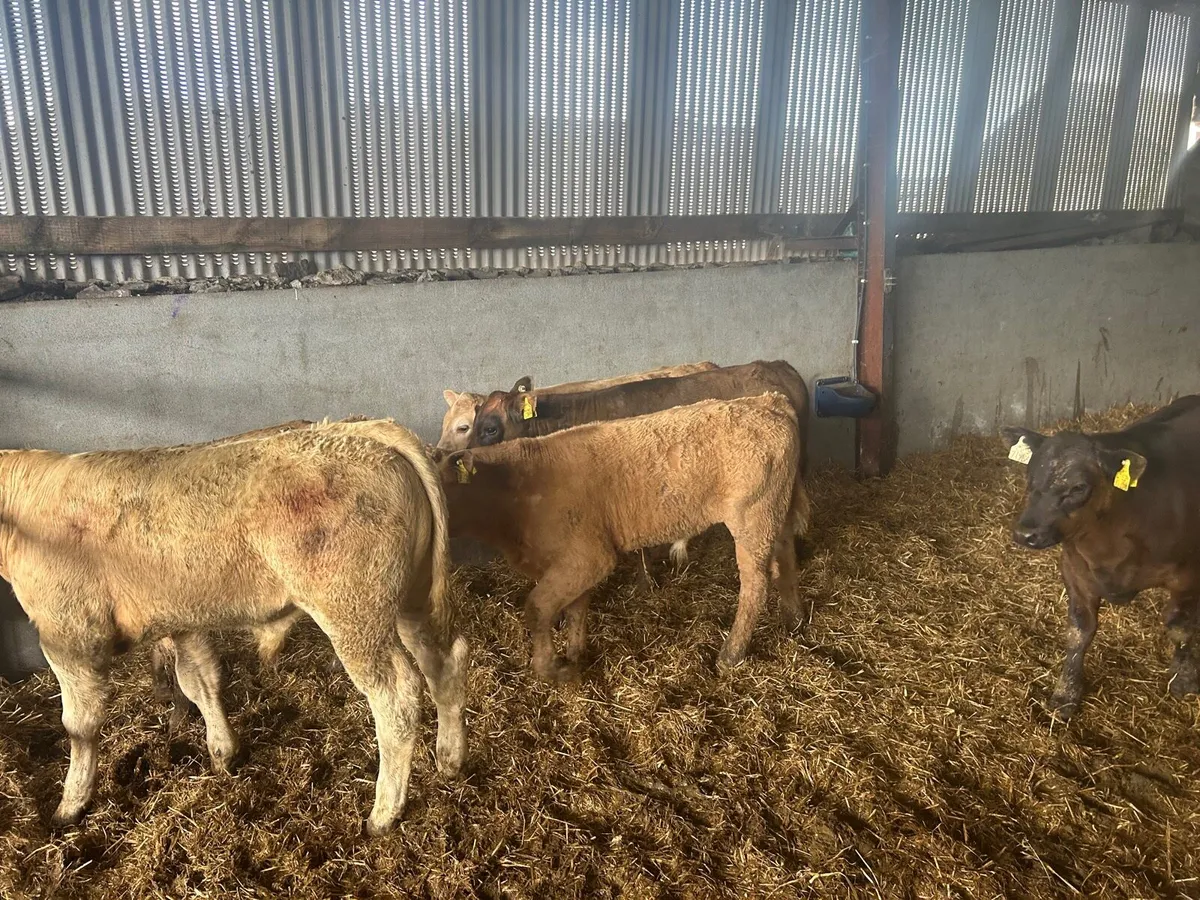 8 super charlaois bull weanlings - Image 2