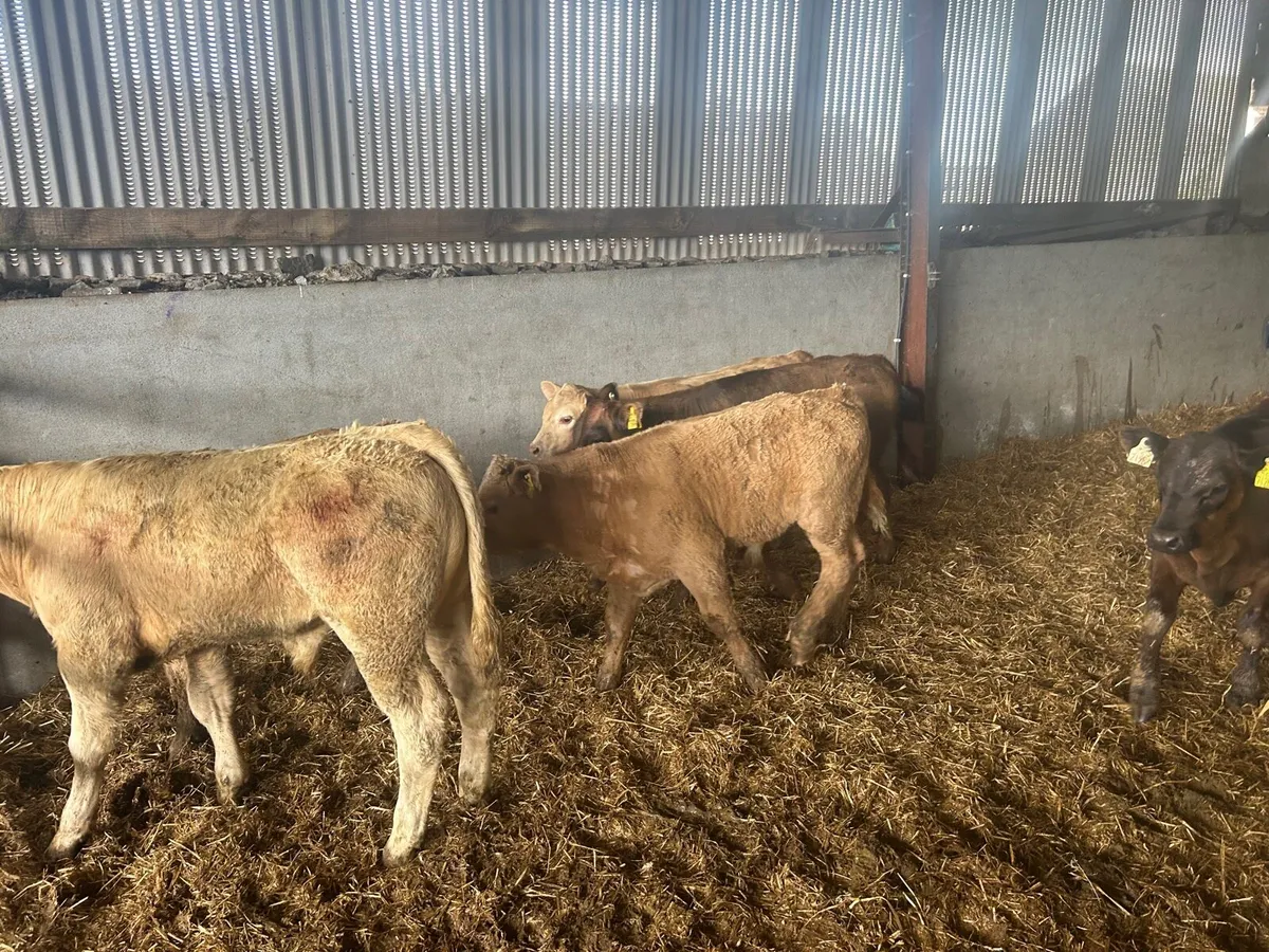 8 super charlaois bull weanlings - Image 3