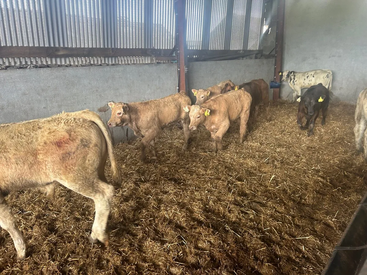8 super charlaois bull weanlings - Image 4