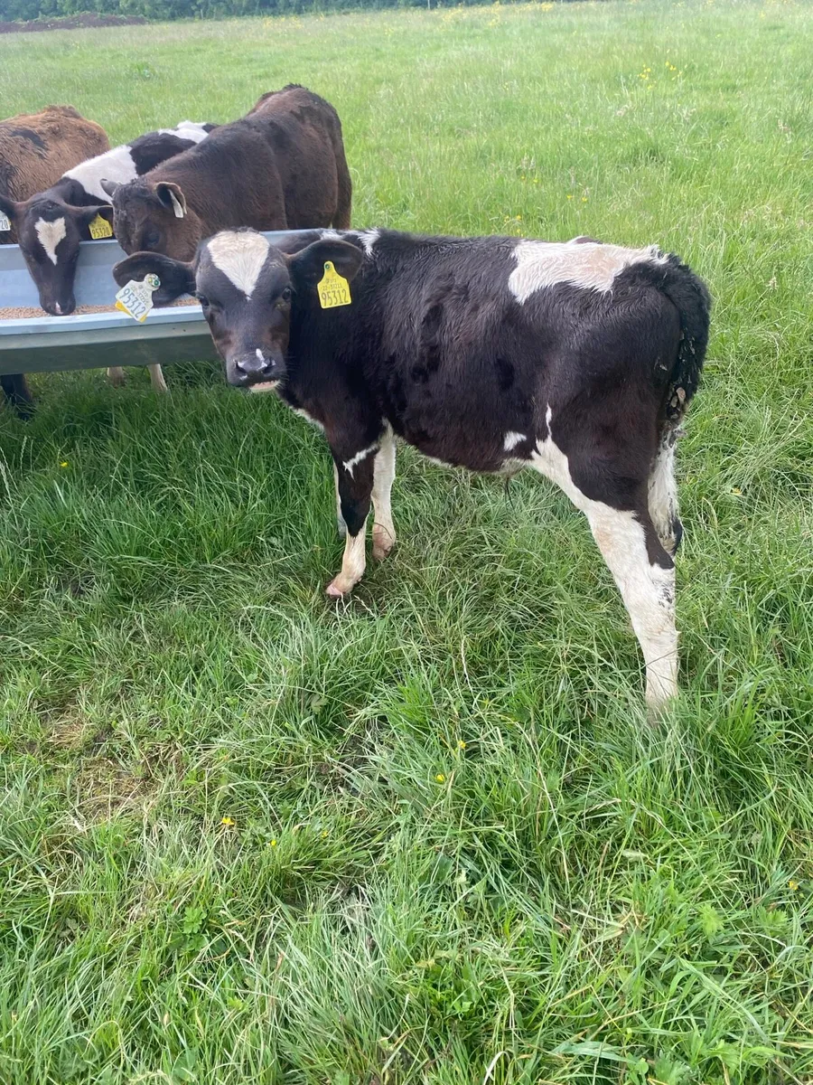 6 bucket reared bulls - Image 1