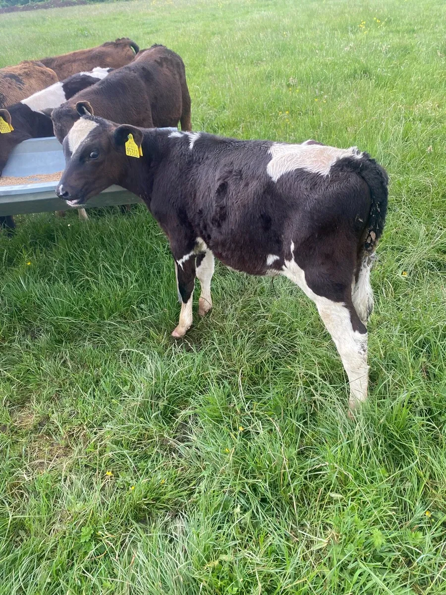 6 bucket reared bulls - Image 2
