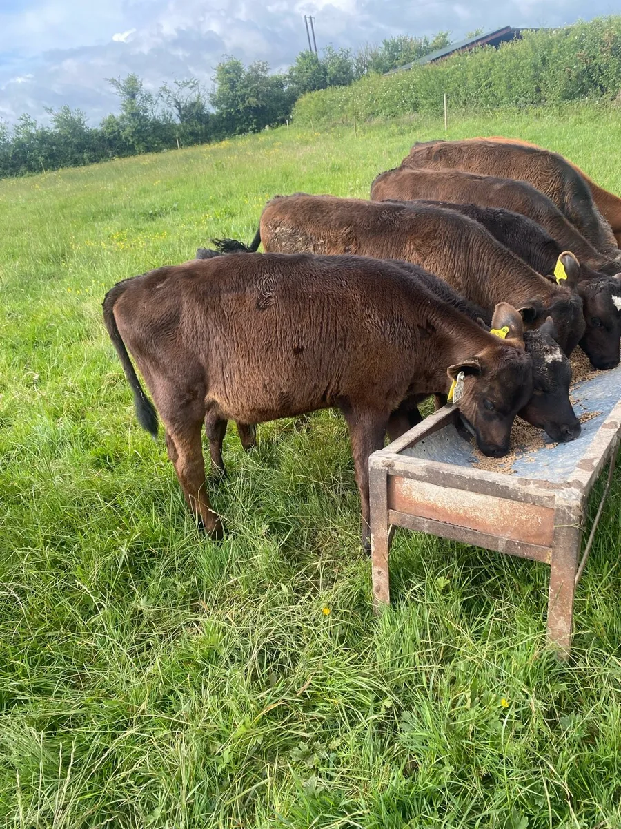 6 bucket reared bulls - Image 4