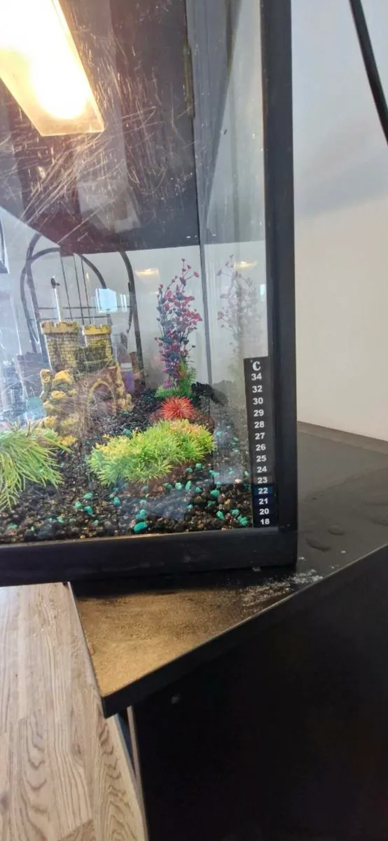 Tropical fish tank - Image 2