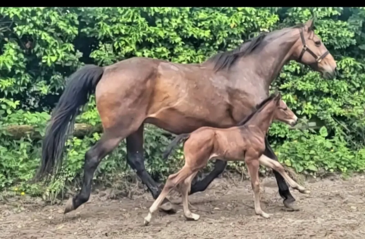 Brood mare with button sitty foal at foot - Image 1