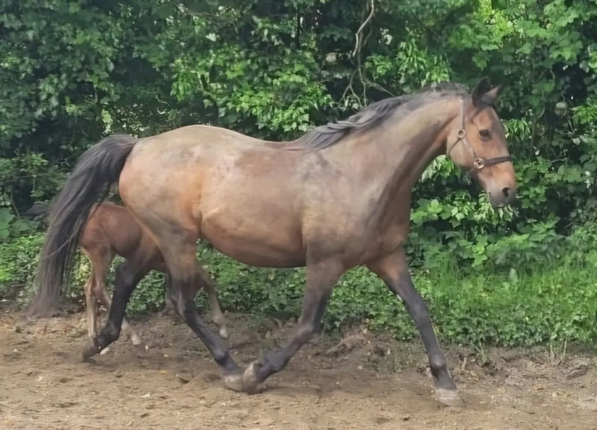 Brood mare with button sitty foal at foot - Image 2