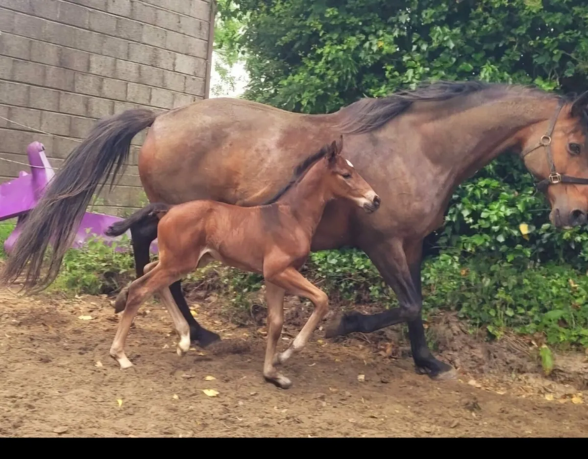 Brood mare with button sitty foal at foot - Image 3
