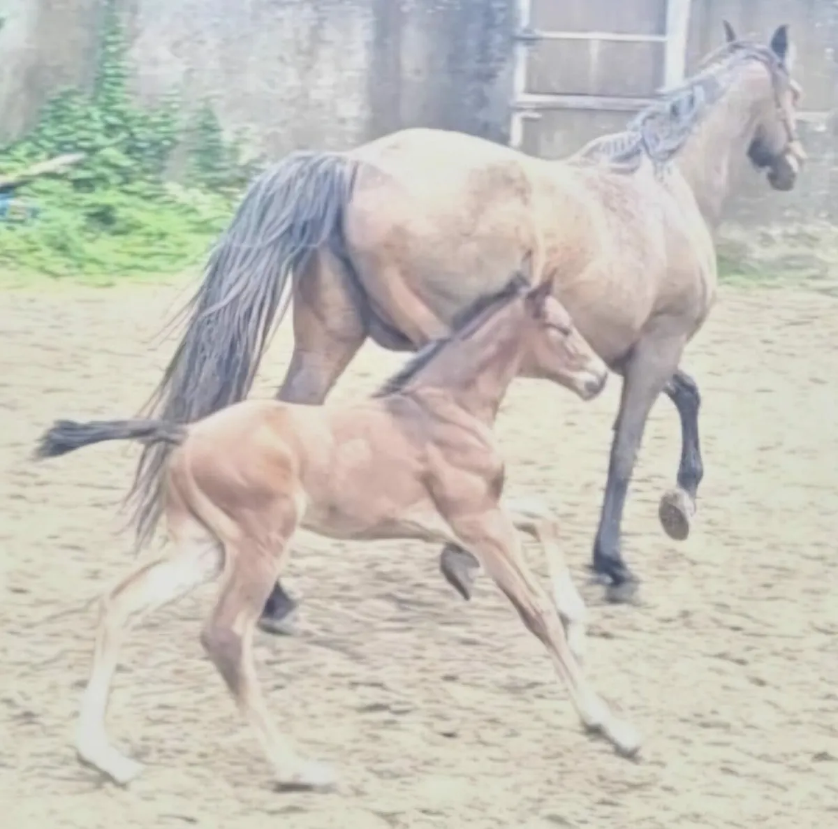 Brood mare with button sitty foal at foot - Image 4