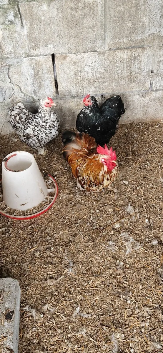 Bantams - Image 1