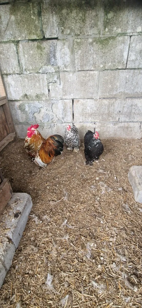 Bantams - Image 2
