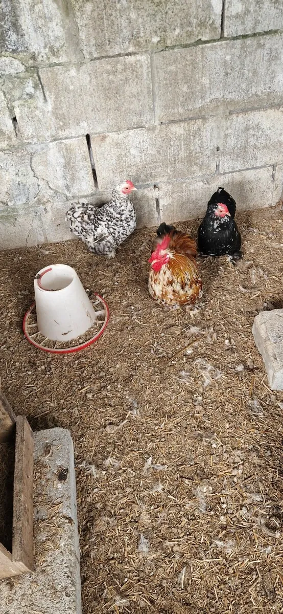 Bantams - Image 3