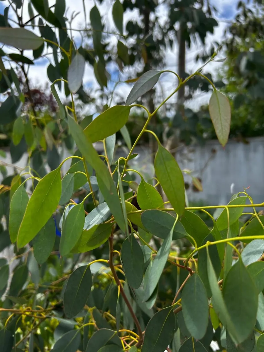 Eucalyptus tree - Image 2