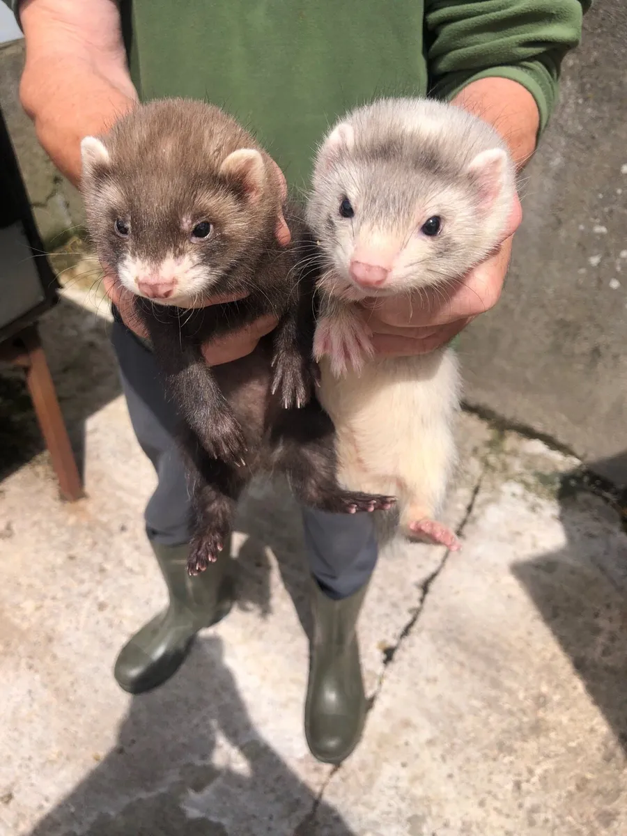 Ferret kits - Image 1