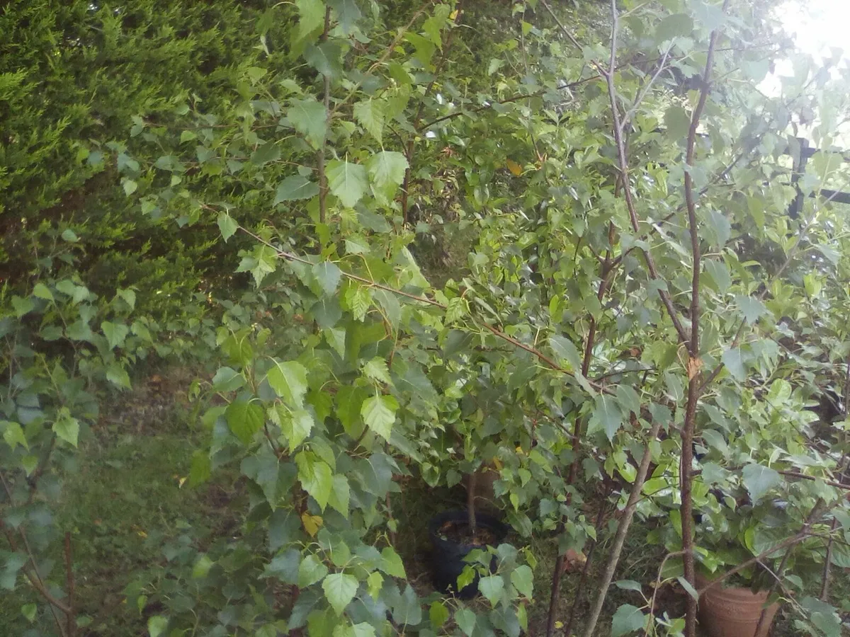 Trees - Image 1