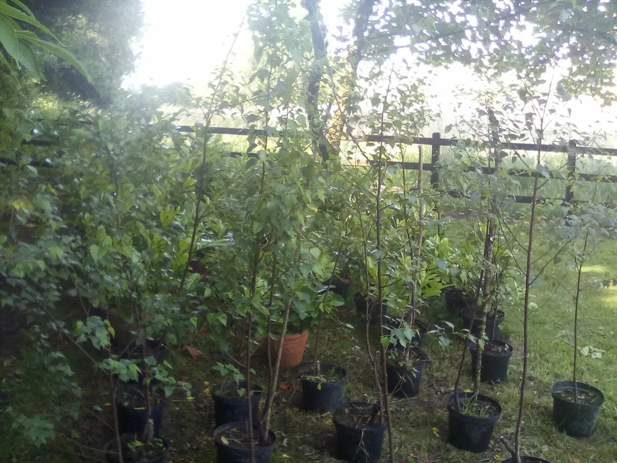 Trees - Image 2