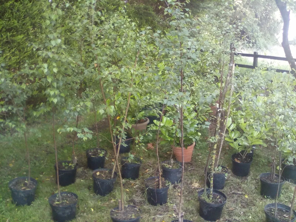 Trees - Image 3