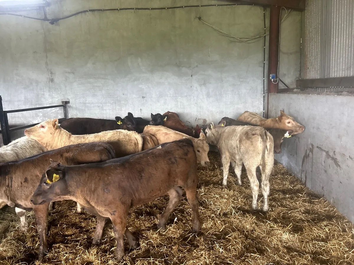 12 suckler bred continental heifers - Image 1