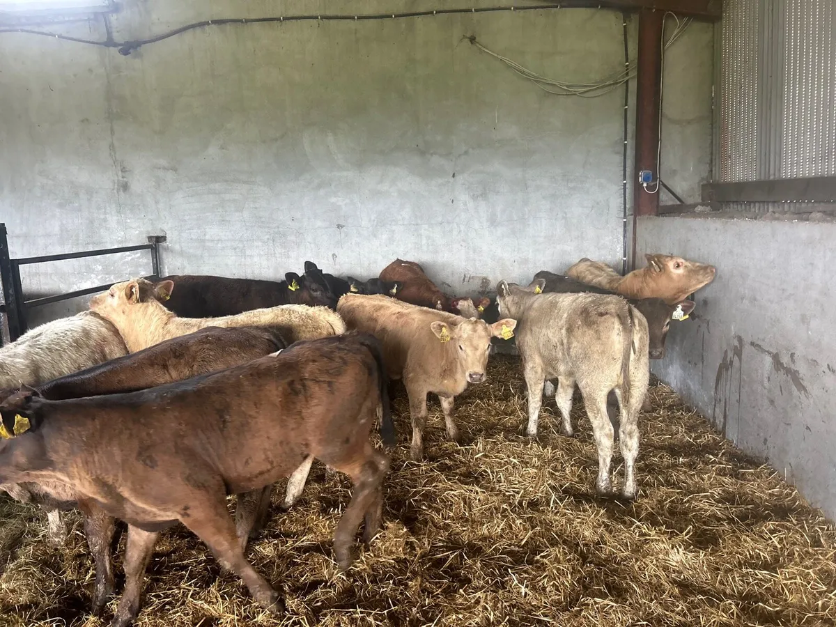 12 suckler bred continental heifers - Image 2