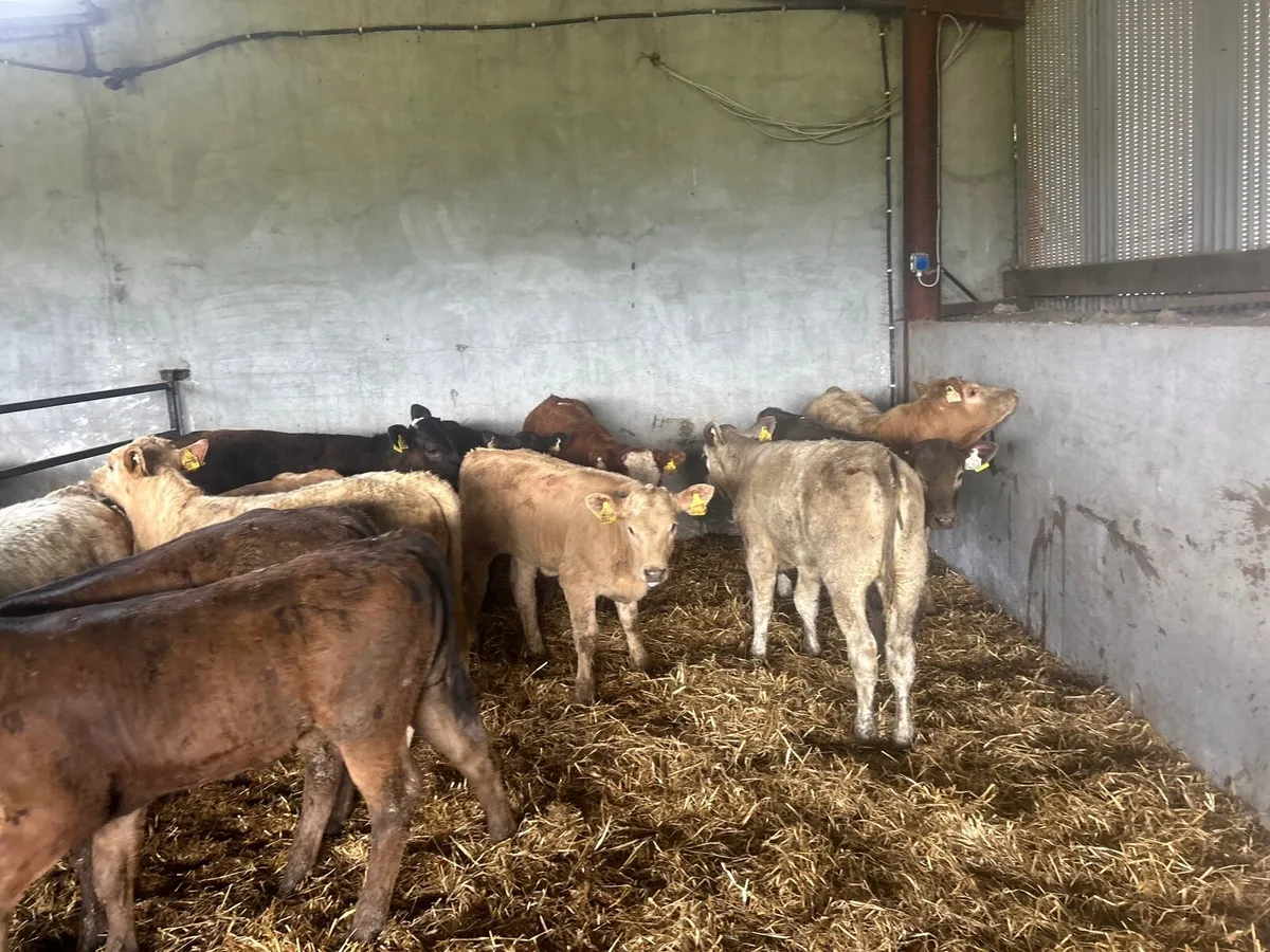12 suckler bred continental heifers - Image 3