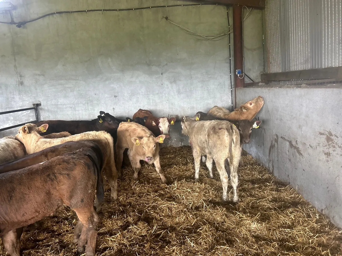 12 suckler bred continental heifers - Image 4