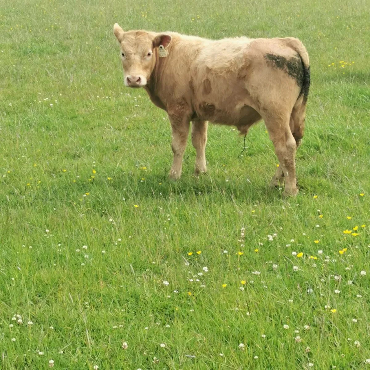 Weanling calf - Image 2
