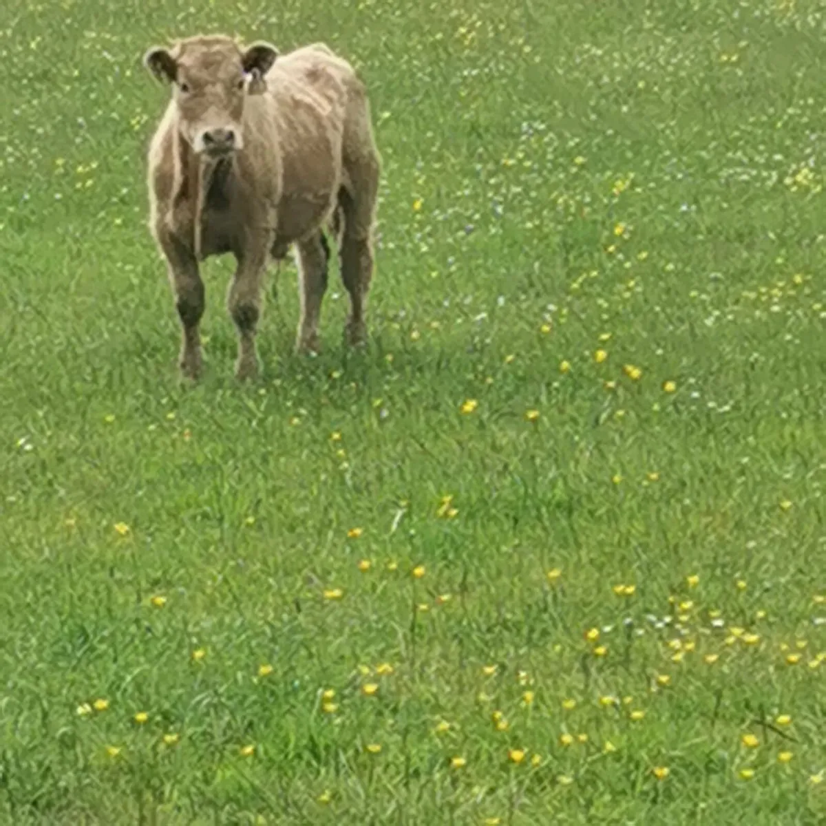 Weanling calf - Image 4