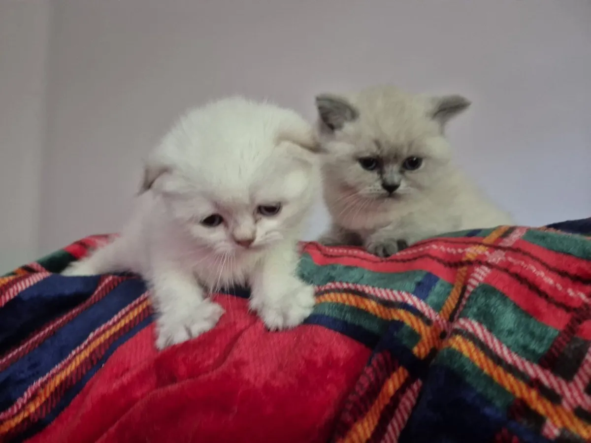 Scottish Fold and straight Colorpoint kittens - Image 1
