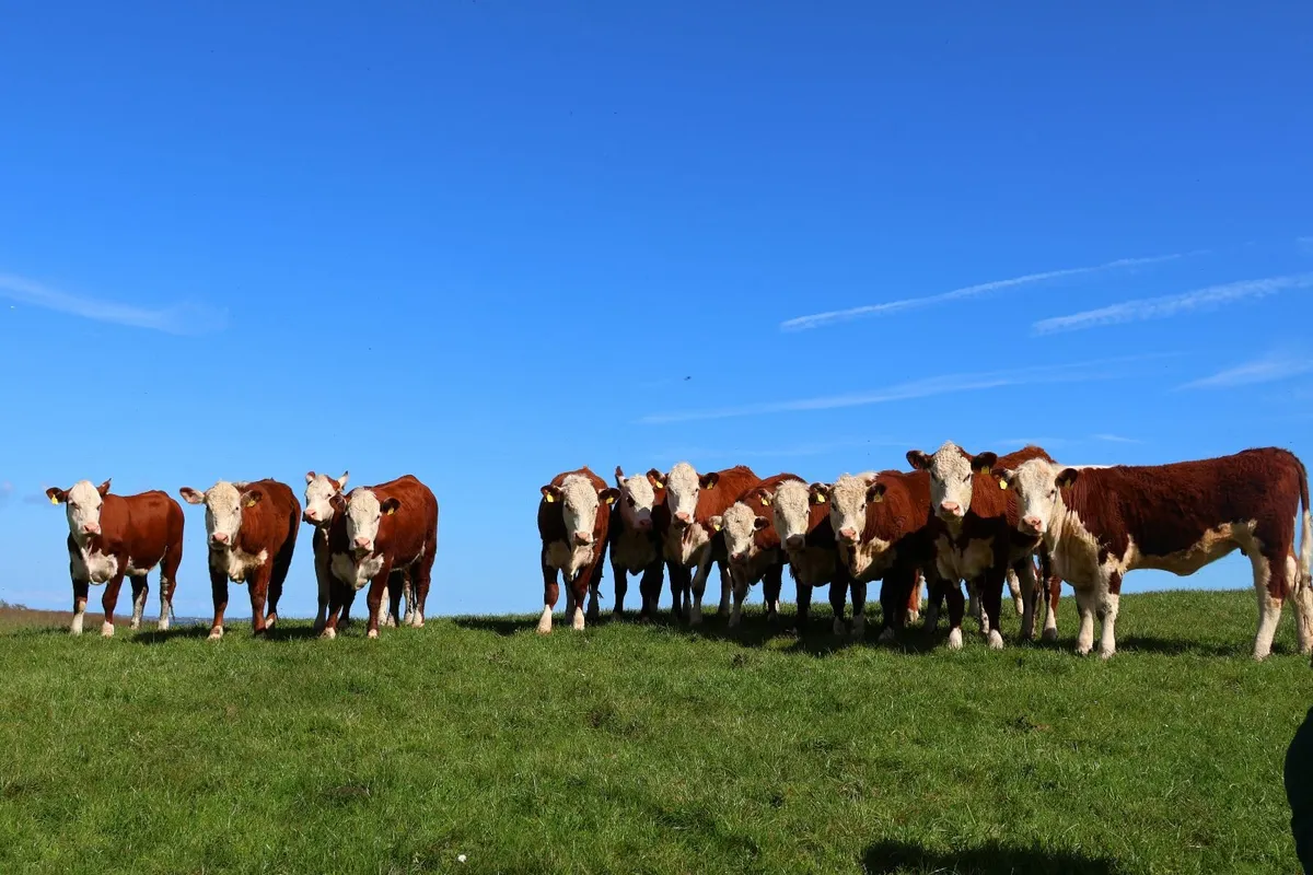 Hereford Bulls and Heifers - Image 1