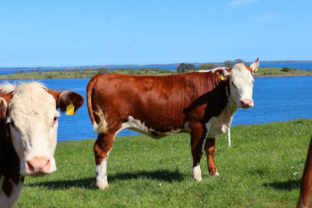 Hereford Bulls and Heifers - Image 2