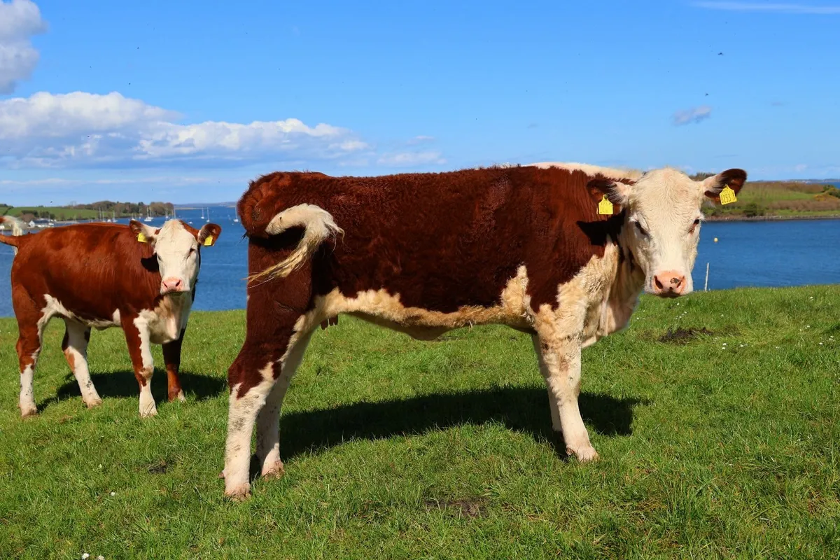 Hereford Bulls and Heifers - Image 4