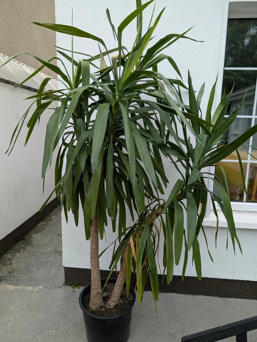 Yucca plant